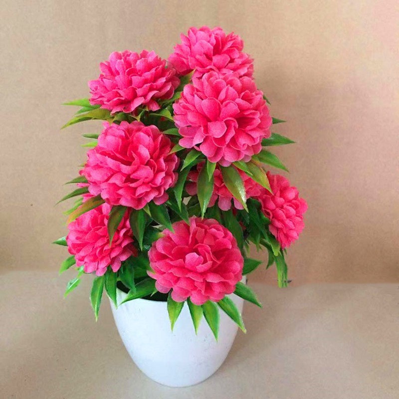 Linda Decoração Elegante: Bons - Bonsai Garden Shop avaliação e preço