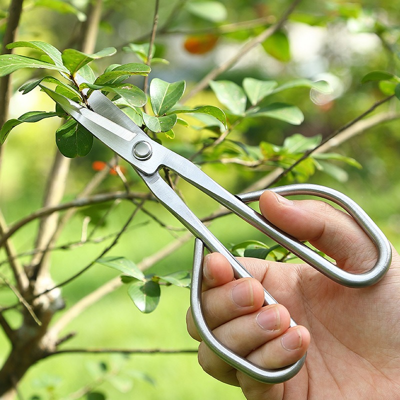 Tesoura de folhas macias, ferr - Bonsai Tool Set avaliação e preço