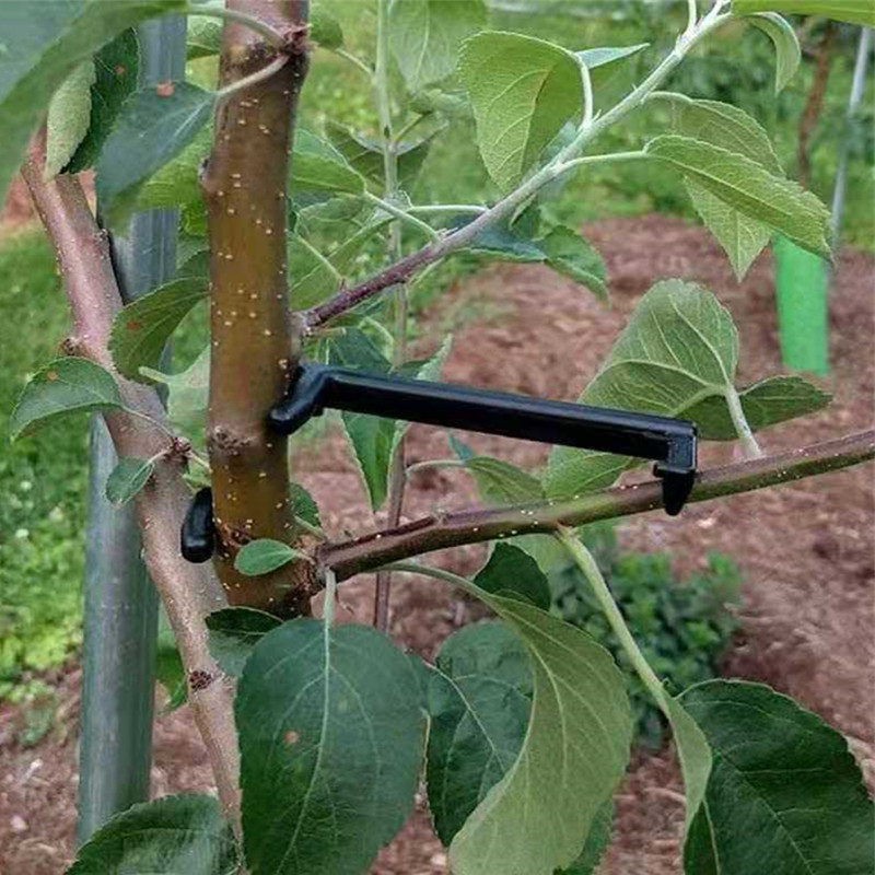 10-30 pçs clipes de árvore de  - Bonsai Garden Tools avaliação e preço