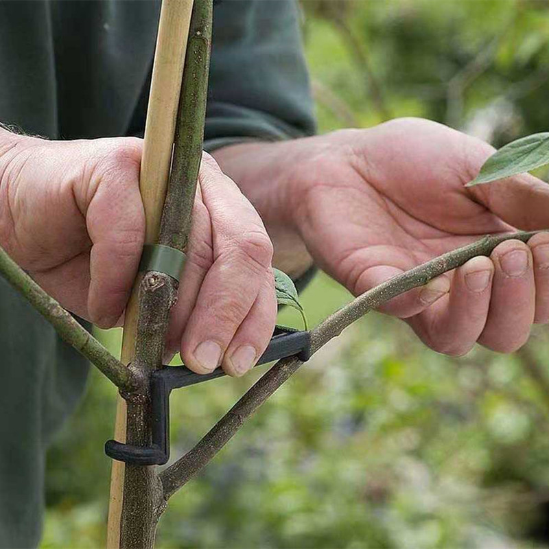 10-30 pçs clipes de árvore de  - Bonsai Garden Tools avaliação e preço